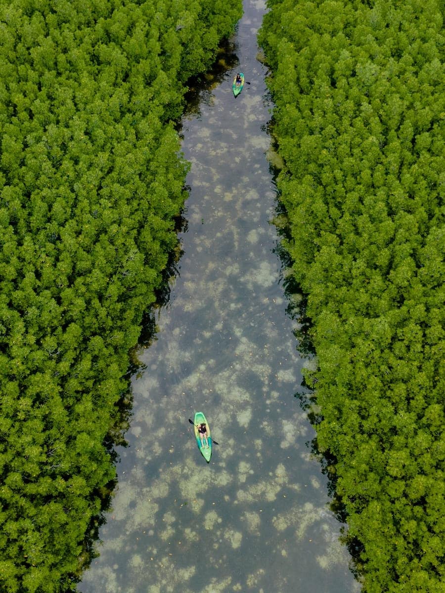 Kayak in greenery